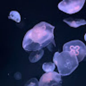 Meet your Posher, Kallia